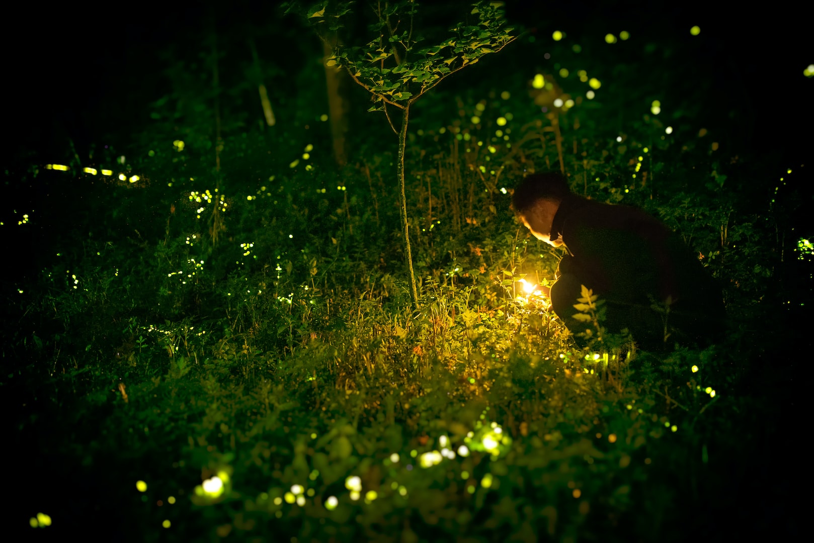 Firefly photo by Radim Schreiber